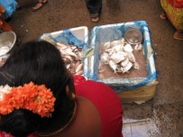 Fish seller in Pondy