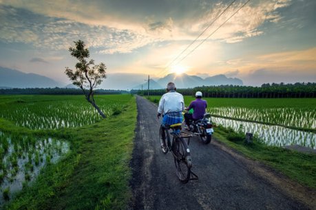 Paddy fields in Nagercoil, Tamil Nadu. Paddy fields in Nagercoil, Tamil Nadu.