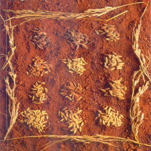 Indian rice varieties. Rice