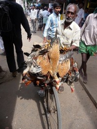 Chickens on the way to market in Tamil Nadu.