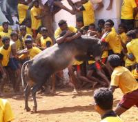 Jallikattu