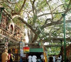 Mahabodhi Tree