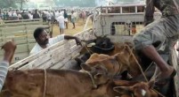Tamil Nadu cows being transported to Kerala for slaughter.