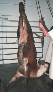 India is the largest beef exporter in the world!