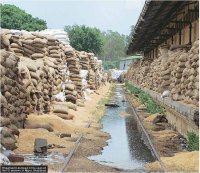 Grain rotting in Harpur, UP