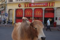Cow & McDonald's