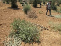  Olive tree grove