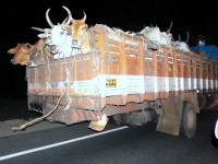 Cattle trafficking from Andhra Pradesh to Kerala thru Tamil Nadu.