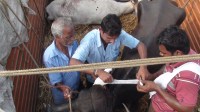 Blue Cross workers treating injured cattle