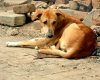 Indian Street Dog