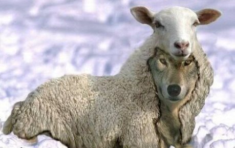 The Wolf in Sheep's Clothing!