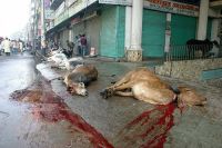 Cow slaughter in Andhra Pradesh