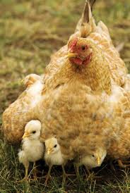 Hen with chicks