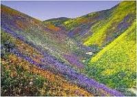 Valley of Flowers in  Himalayas