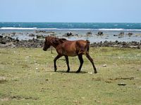 Neduntheevu Island Horse