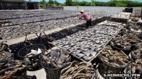 Shark fins drying in Taiwan