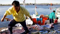Shark fishing in Taiwan