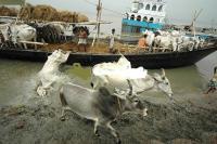Cattle smuggling to Bangladesh