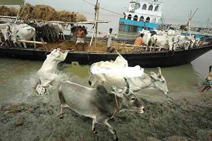 Cattle smuggling to Bangladesh