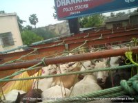 Cattle transport to WB for slaughter.