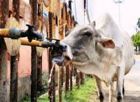 Stray cow drinking water from a stand pipe.
