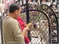 Feeding a cow at the front gate.