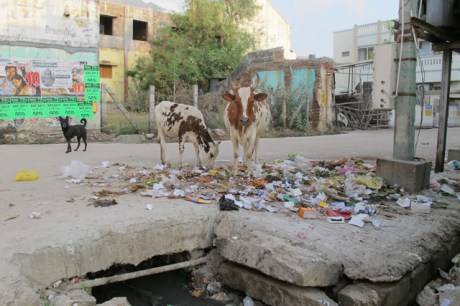 Cows eating garbage in a Tiruvannamalai street.