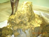 52 kilos of plastic removed from the cows belly!