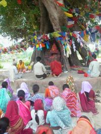 Sacred tree by the tank of the Maya Devi Temple