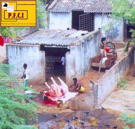 Illegal slaughter house in Chennai.