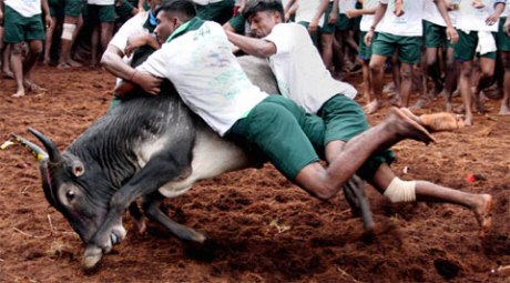 Jallikattu