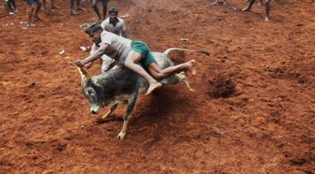 Jallikattu