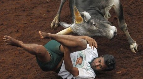 Jallikattu