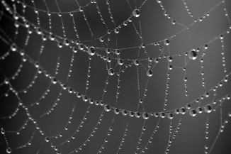 Spider's web in the early morning