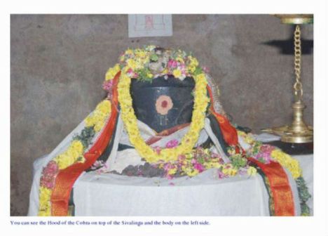 The cobra can be seen draped down the Shiva lingam on the right side of the photo, with it hood spread and head resting on top of the image. According to the temple priest, Sivachariar Satish, this is the third time the cobra has appeared to do bilva archana on a solar eclipse day. Cobra offering bilva leaves to lingam - 3