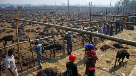 Gadhimai Buffalo Sacrifice