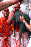 Gadhimai Festival