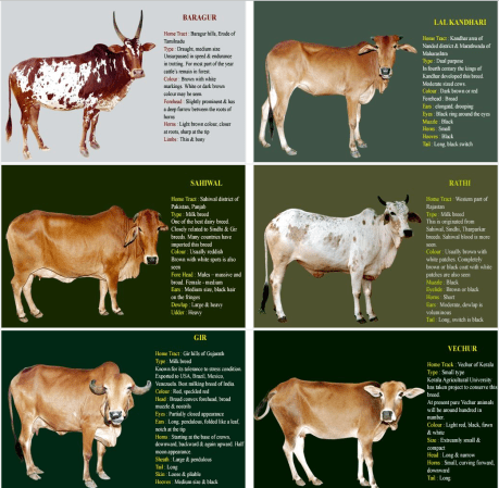 Desi Cow Breeds Desi Cow Breeds