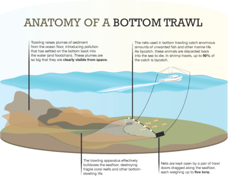 CLICK IMAGE TO ENLARGE : Anatomy of a bottom trawl. Bottom Trawling