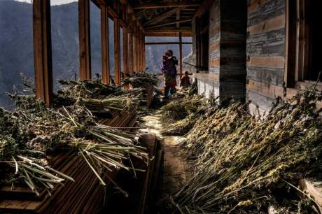 Drying cannabis in the Himalayas.