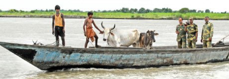 Cattle retrieved from smugglers by security forces on the border in the Dhubri sector of Assam