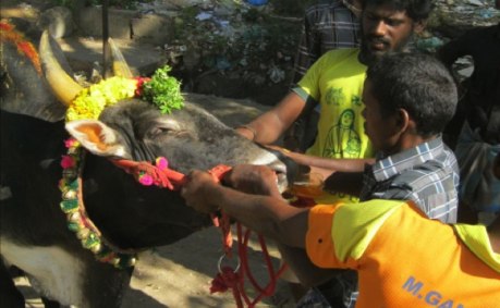 Bull owners and tamers force a yellow-coloured liquid down the throat of a bull at Avaniapuram on 14 January, 2014. Bull owners and tamers force a yellow-coloured liquid down the throat of a bull at Avaniapuram on 14 January, 2014.