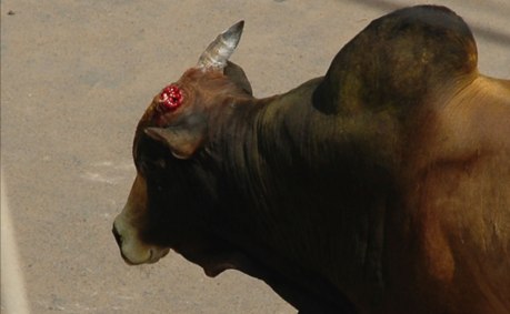 The bull's horn was broken in Avaniapuram on 15 January, 2012. The bull's horn was broken in Avaniapuram on 15 January, 2012.