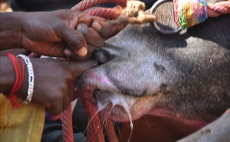 A man rubs chillies into the nostrils of a bull in Palamedu on 16 January, 2012. A man rubs chillies into the nostrils of a bull in Palamedu on 16 January, 2012.