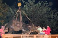 Death of the Rameswaram Temple elephant Bhavani 