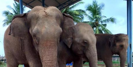 Kanchi Math elephants Sandhya, Indhumathi and Jayanthi 