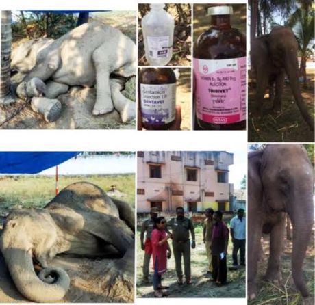 Death of privately-owned elephant Ammu at Palani (Pazhani) Elephant Ammu of Pazhani