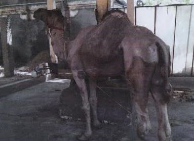 Camel at Meenakshi Temple in Madurai Camel at Madurai Meenakshi Temple
