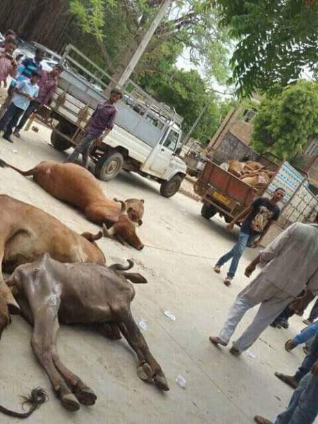 Dalits protest ill treatment by leaving the carcasses of dead cows at Gujarat government offices