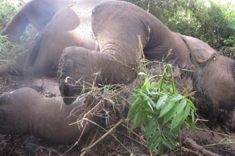 Dead Bull Elephant